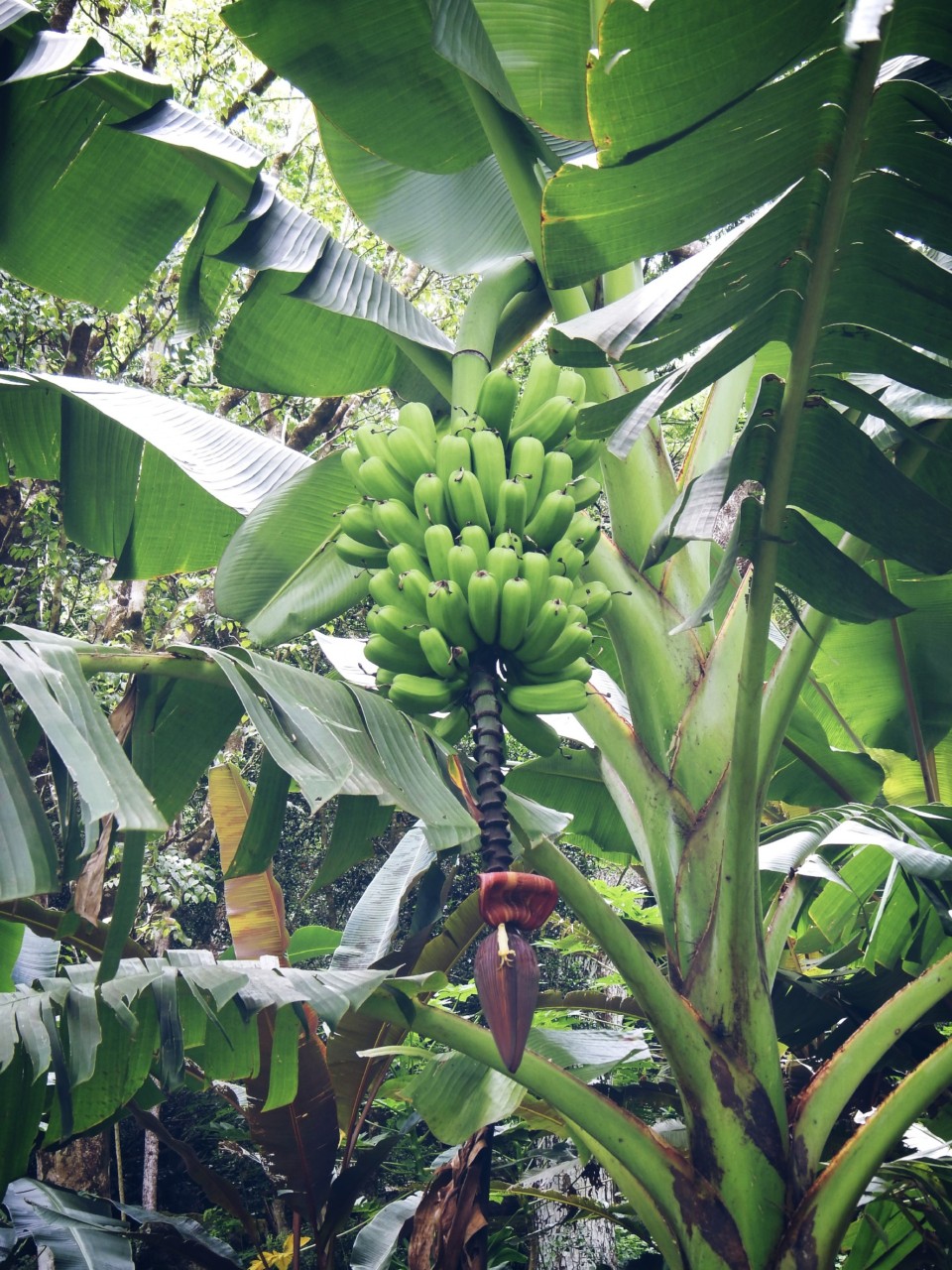 so wachsen Bananen also...