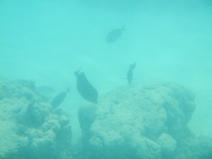 viele Fische aber leider keine Schildkröte