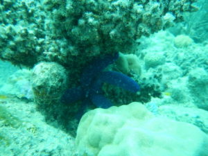 blauer Seestern