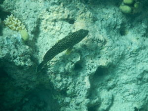 Fisch im Leopardenmuster