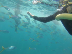 mitten im Fischschwarm!